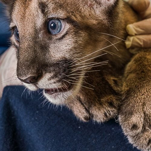 Florida panther cub who is healthy despite his mother having the disease