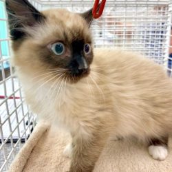 Latte. Believed to be a Ragdoll type. Photo: SWNS