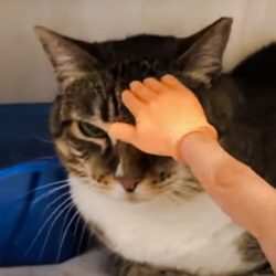 Mini hand, a puppet, used to pet a shy cat
