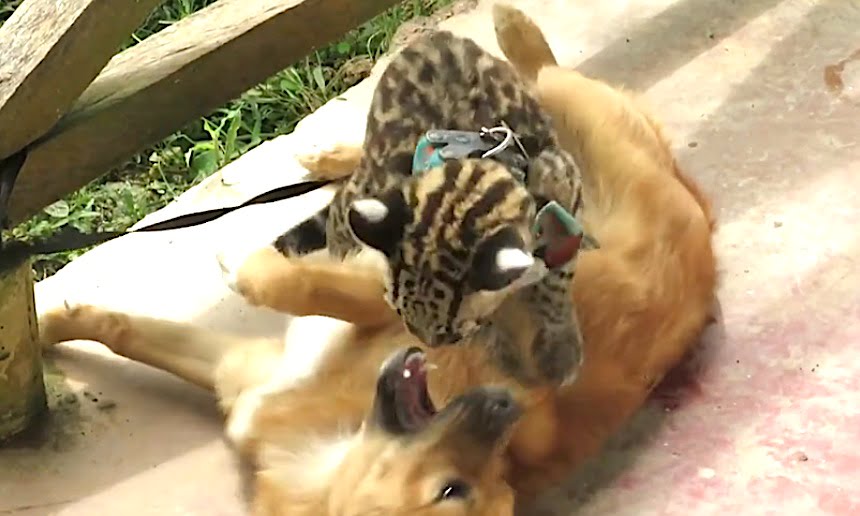 Ocelot plays with dog at Peruvian rescue center
