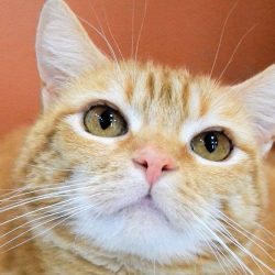 Polly was nearly 450 days at a shelter before adoption