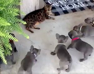 Puppies mock attack Bengal cat