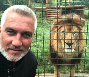 SImilarity between Paul Hollywood and lion