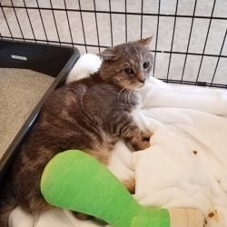 injured cat