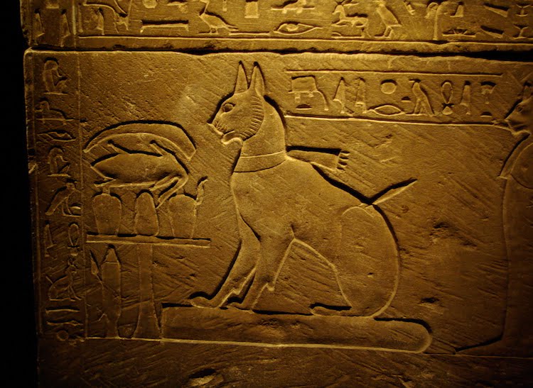 Cat drawing from Ancient Egypt. This is on the side of a sarcophagus