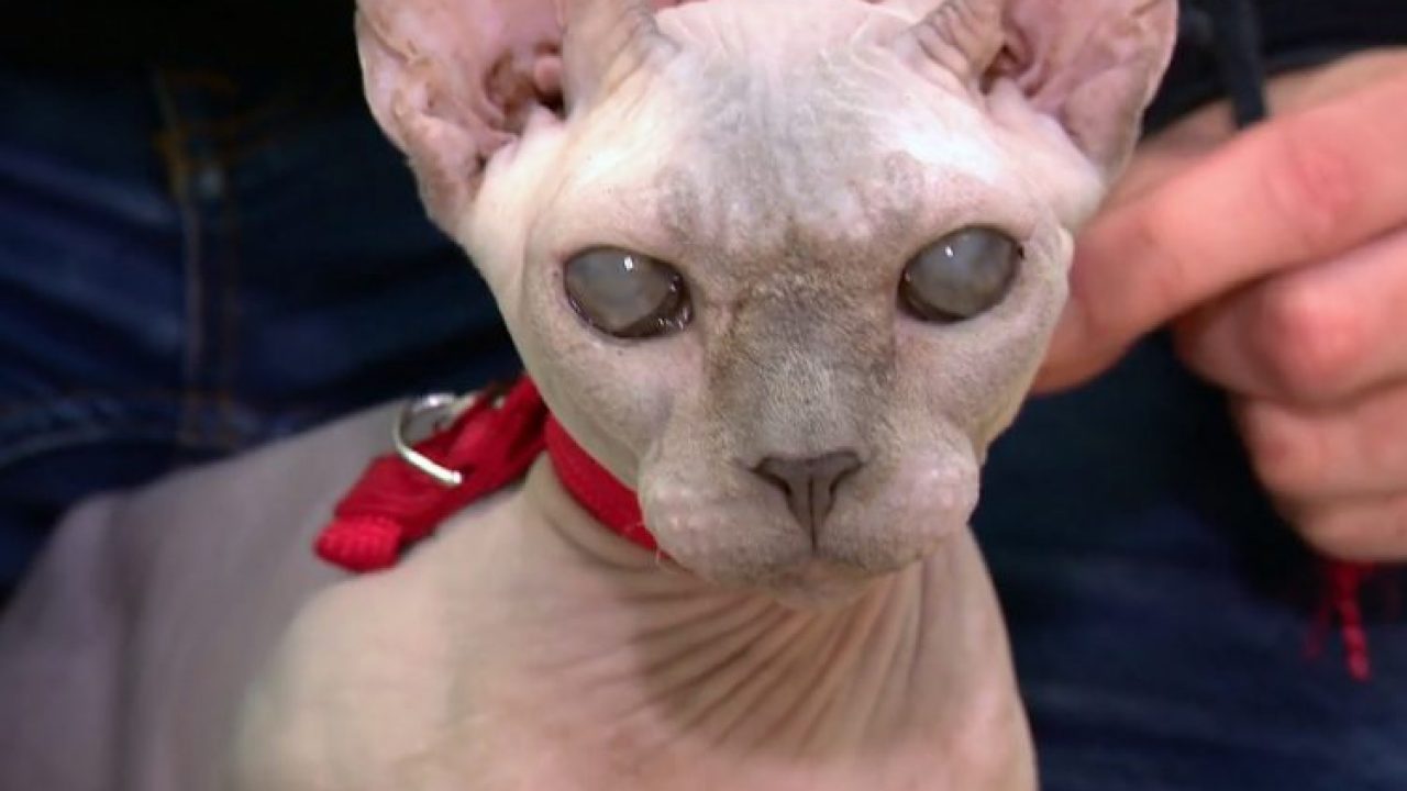 Rare Sphynx Cat Up For Adoption At Animal Shelter But Is Unwanted Poc