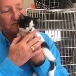 Four Segula cats receiving care