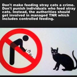 Don't punish people who feed stray and feral cats