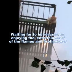 Cat awaits rescue on fire escape while building burns