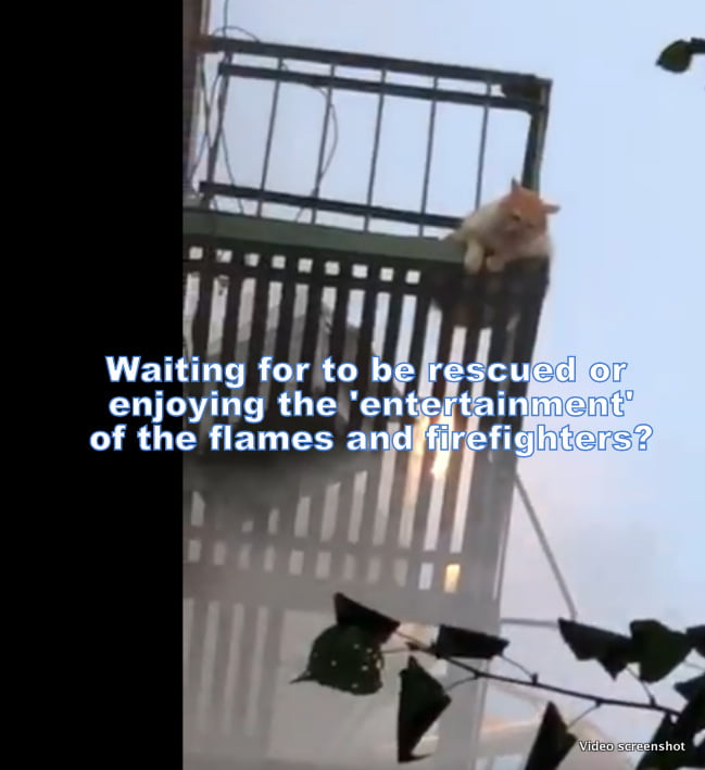 Cat awaits rescue on fire escape while building burns