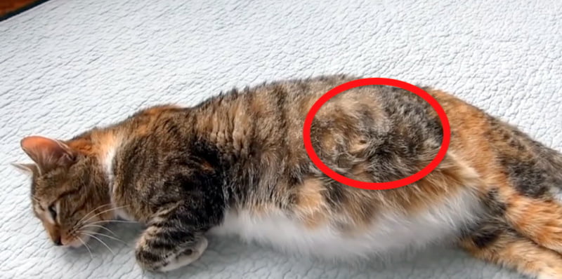 See unborn kittens move in belly