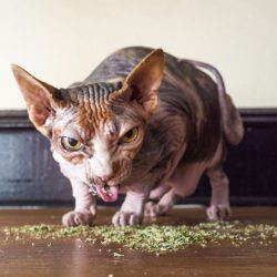 Sphynx cat eating catnip is a shocker