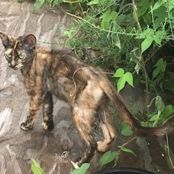 Starving feral dark tortie cat