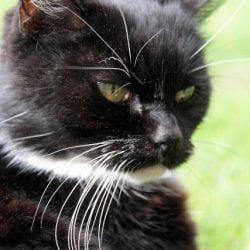 My former female cat in pain I believed.