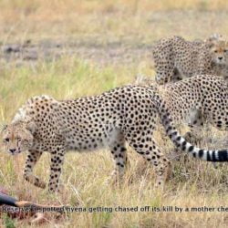 Cheetah takes a hyena kill