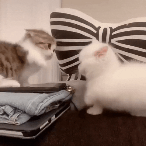 Hilarious video of Munchin kittens who slap each other without making  contact – PoC