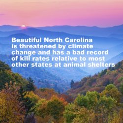 North Carolina's poor animal shelter kill rates