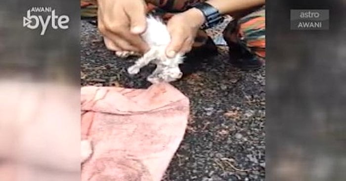 Drowned kitten saved with CPR by fireman