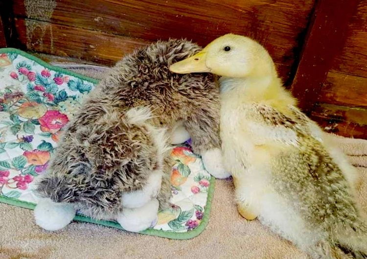 Cat plush toy is imprinted as this duckling's mother