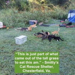 Dumped cats