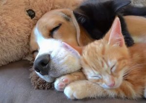 Beagle raises two kittens