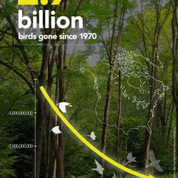 Bird decline inforgraphic from Cornell