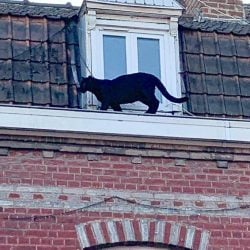 Black panther on roof in France