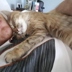 Beautiful cat cuddle
