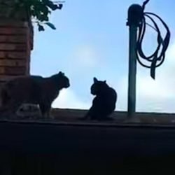 Cats fight on roof