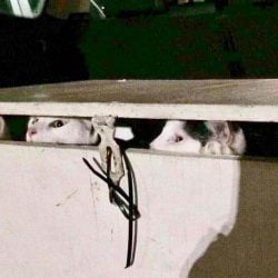 Cats in 'death box'