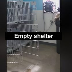 Empty Outer Banks SPCA shelter before Hurricane Dorian