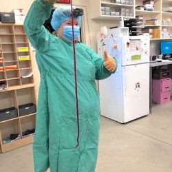 Enormous parastic worm, the giant kidney worm