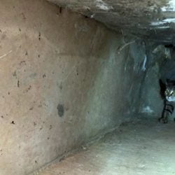 cat rescued from storm drain