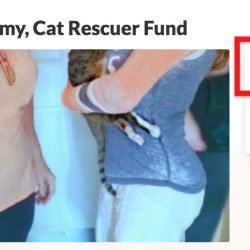 Fundraiser for Janice's cats