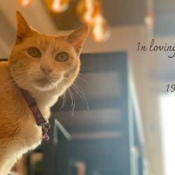 Ginger the world's oldest store cat?