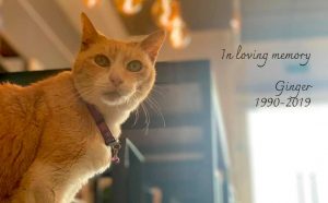 Ginger the world's oldest store cat?