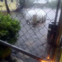 animal shelter flooded