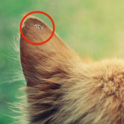 Mosquito on cat's ear flap