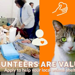 Volunteers are valued