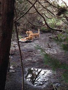 Picture of feral cats after storm surge of water on Ocracoke Island, North Carolina inspires