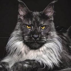 Superb Maine Coon Vivo