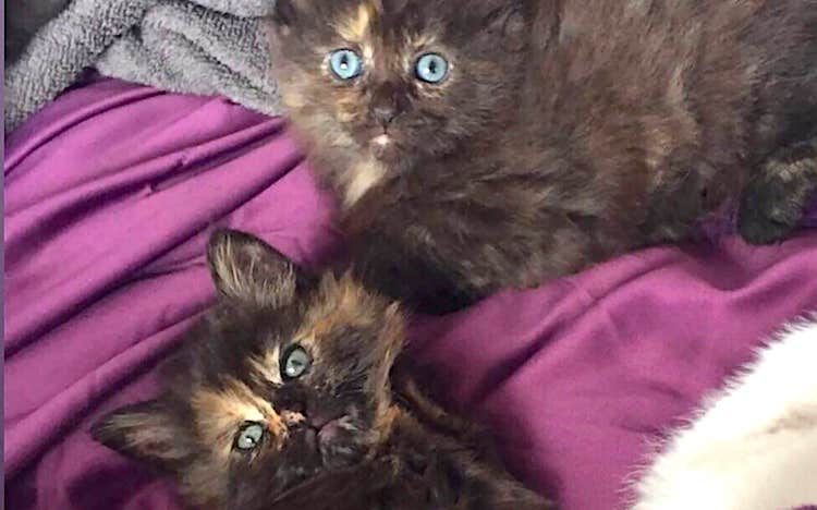 Two kittens with feline cerrebellar hypoplasia killed by a vet at RSPCA