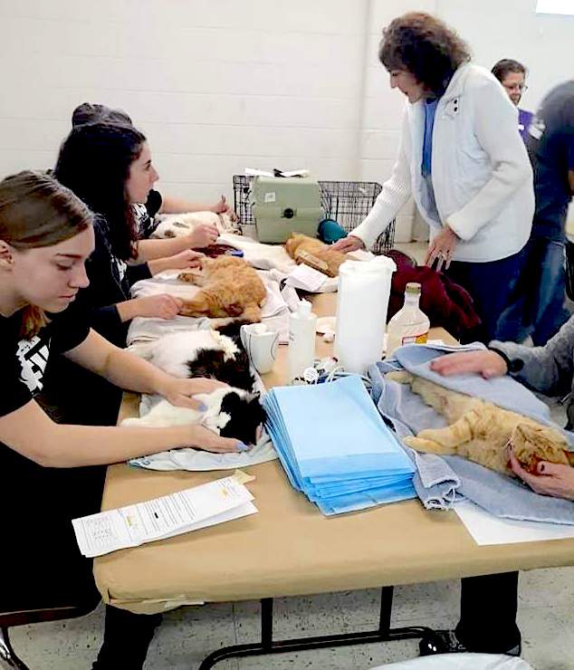 Volunteers wake up cats at clinic who have undergone spay and neuter operations