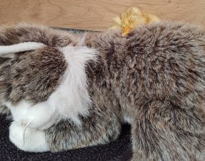 Cat plush toy is imprinted as this duckling's mother