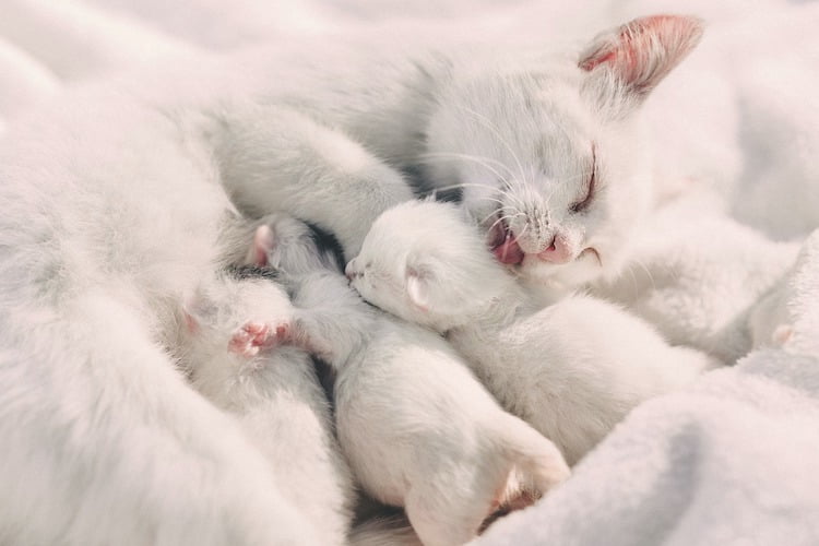 Mother cat and her young kittens. Photo: Pixabay