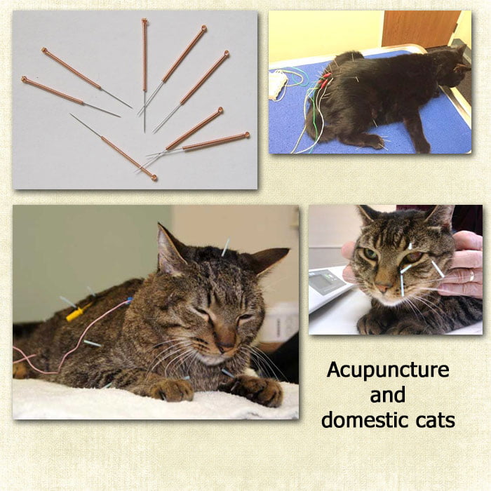 Acupuncture and cats
