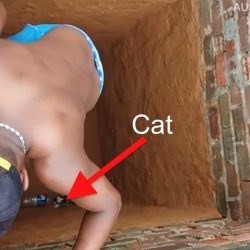 Calico cat runs out of deep hole