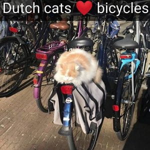 Campus cat, Doerak, sleeps on a bike