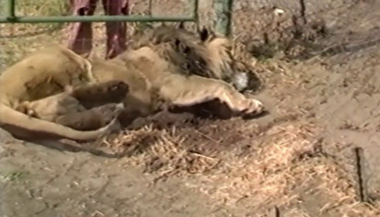 Canned lion hunting
