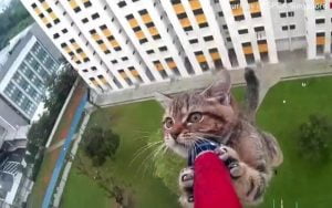 Cat trapped and saved from falling off high rise building